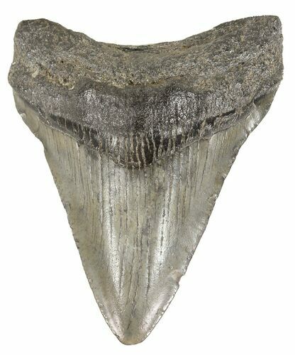 Serrated, Juvenile Megalodon Tooth - South Carolina #52972